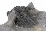 Detailed Hollardops Trilobite - Excellent Eye Facets #221037-5